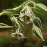 Trichodesma zeylanicum (Burm.f.) R.Br.
